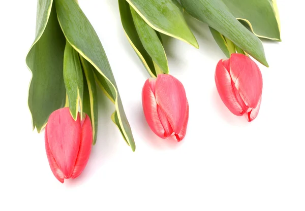 Tulpen geïsoleerd op witte achtergrond — Stockfoto