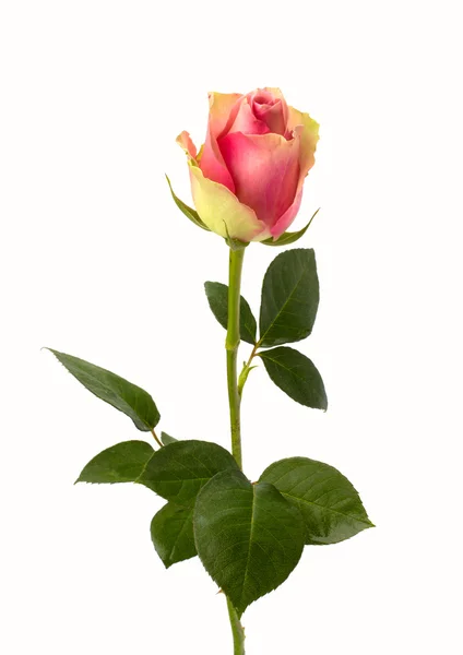 Beautiful rose isolated on white background — Stock Photo, Image