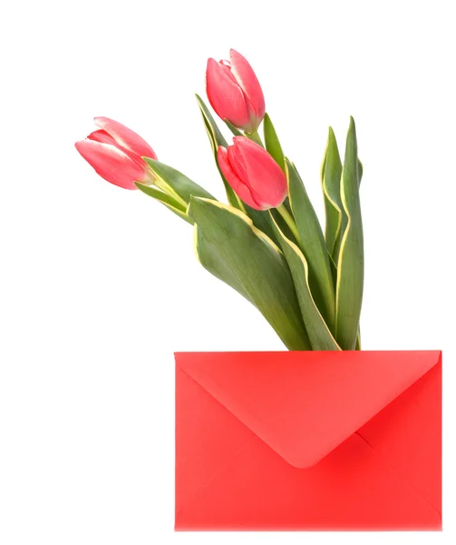Greeting card with pink tulips isolated on white background — Stock Photo, Image