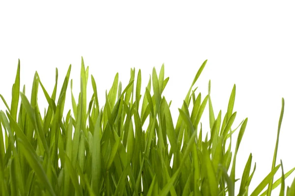 Gras geïsoleerd op witte achtergrond — Stockfoto