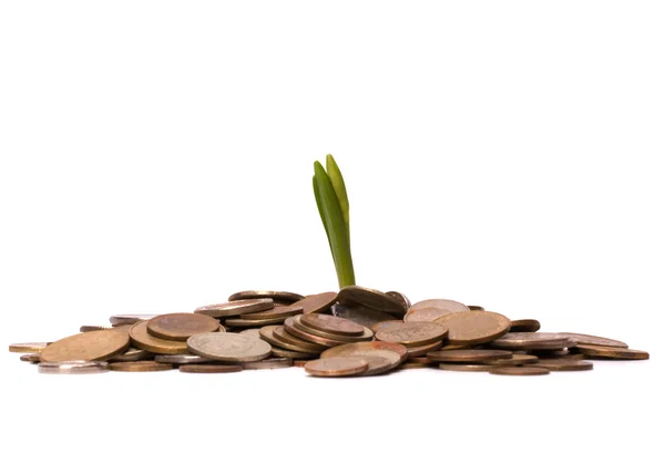 Money sprouts. Business concept — Stock Photo, Image
