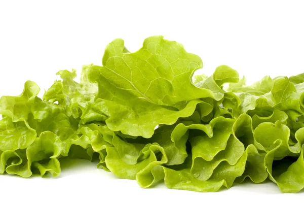 Салат салат изолирован на белом фоне — стоковое фото