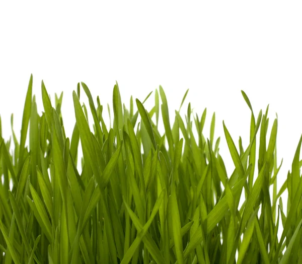 Gräs isolerad på vit bakgrund — Stockfoto