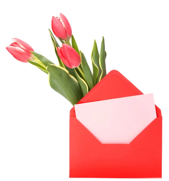Greeting card with pink tulips isolated on white background — Stock Photo, Image
