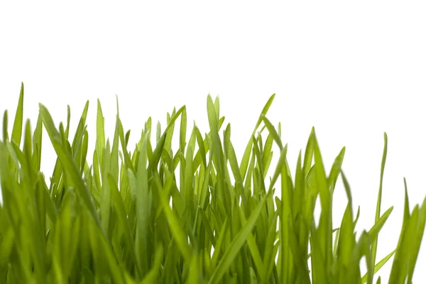 Gras geïsoleerd op witte achtergrond — Stockfoto