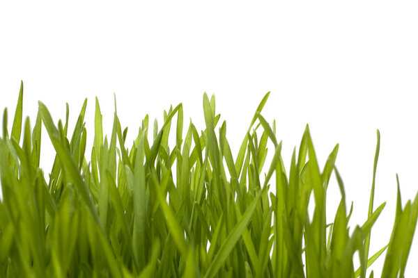 Grass isolated on white background