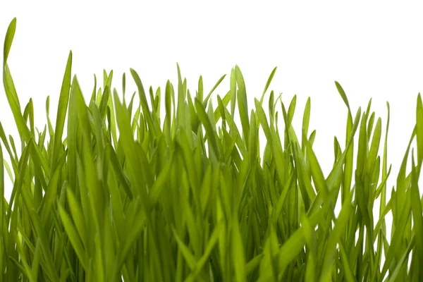 Beyaz arkaplanda izole edilmiş çimenler — Stok fotoğraf