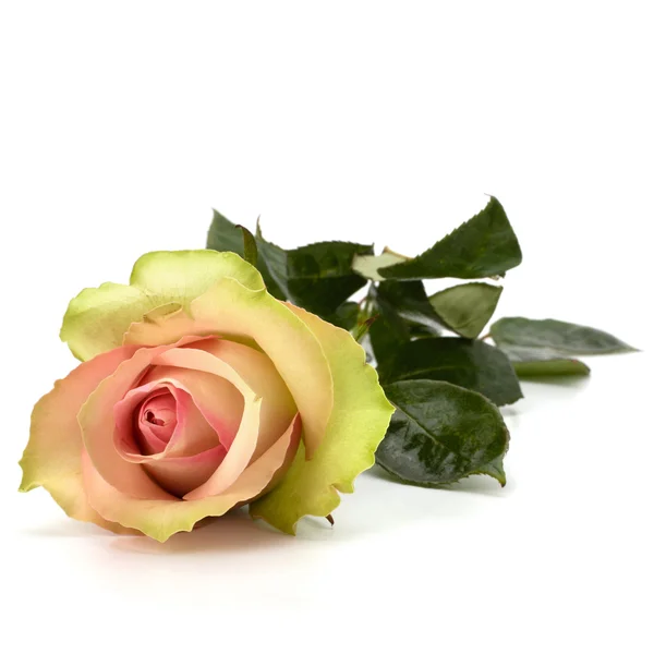 Beautiful rose isolated on white background Stock Image