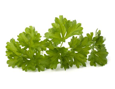 maydanoz herb