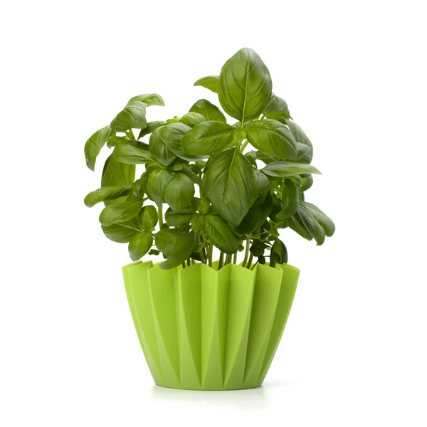 Stock image Sweet basil leaves