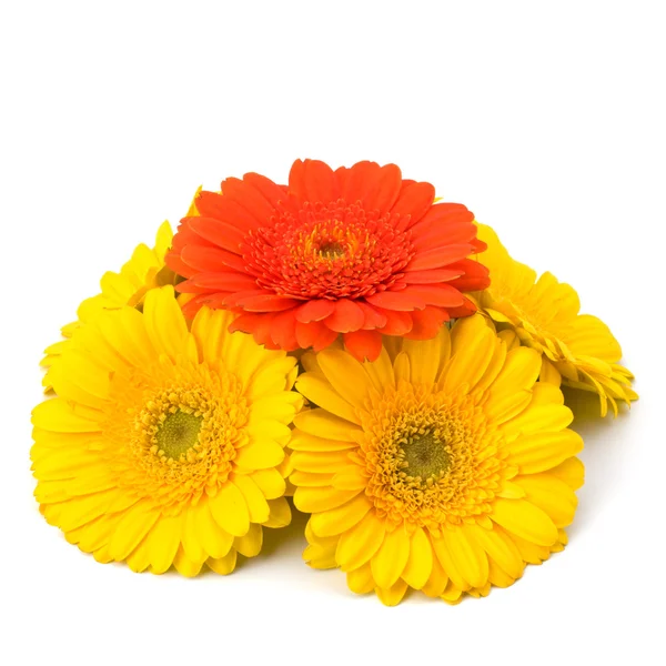 stock image Beautiful daisy gerbera flowers