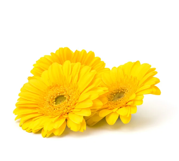 stock image Beautiful daisy gerbera flowers