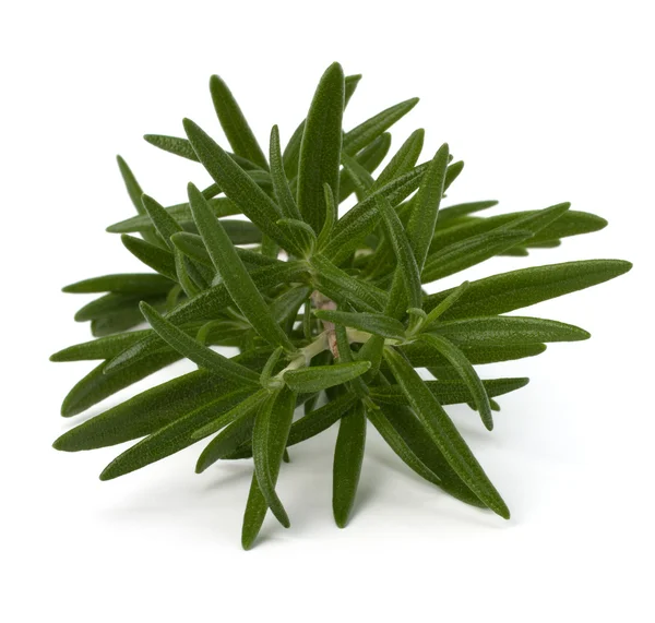 stock image Sweet rosemary leaves