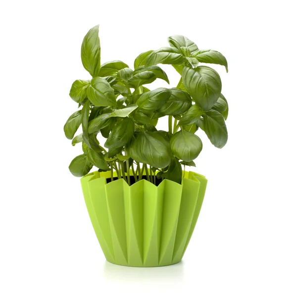 stock image Sweet basil leaves