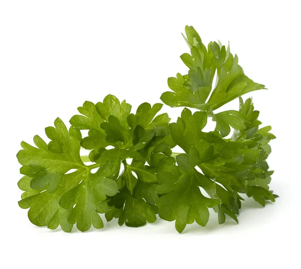 stock image Parsley herb