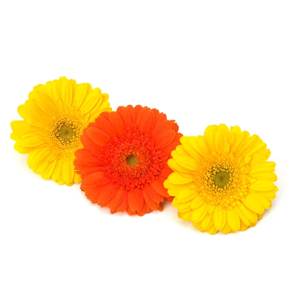 stock image Beautiful daisy gerbera flowers