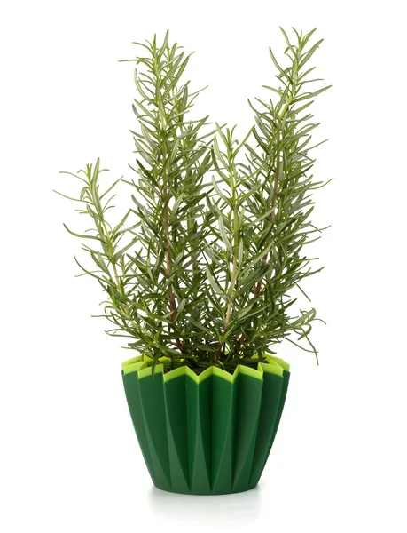 stock image Sweet rosemary plant