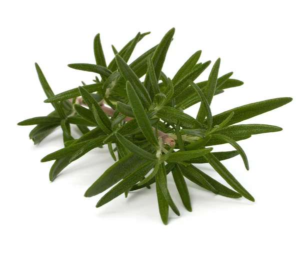 stock image Sweet rosemary leaves