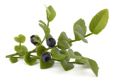 Mavi bilberry veya whortleberry