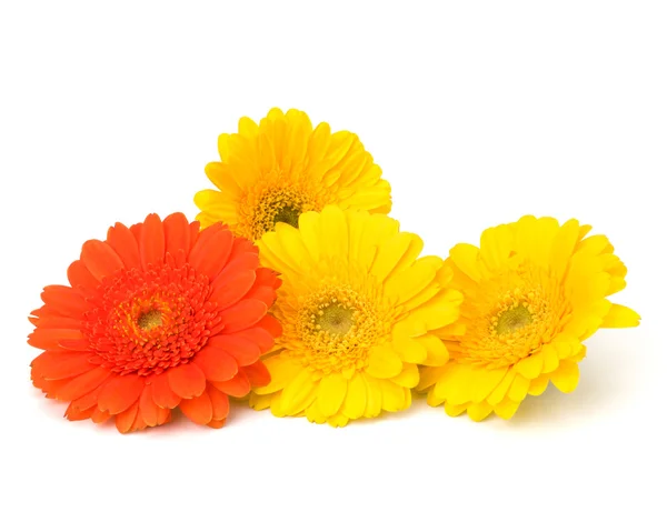 Schöne Gänseblümchen-Gerbera-Blüten — Stockfoto