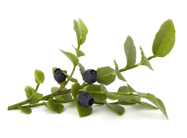 Stock image Blue bilberry or whortleberry