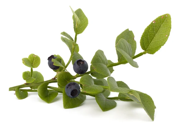 stock image Blue bilberry or whortleberry