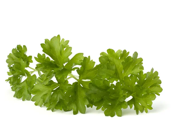 stock image Parsley herb