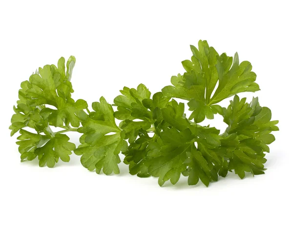 stock image Parsley herb