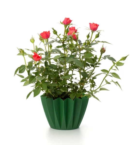 stock image Beautiful rose in flowerpot