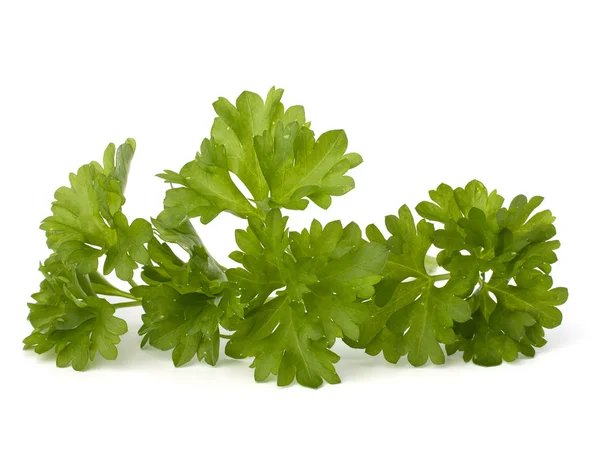Parsley herb — Stock Photo, Image
