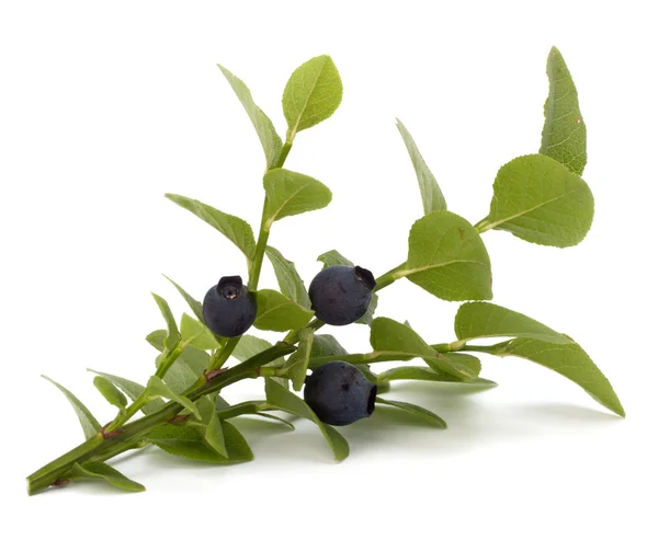 stock image Blue bilberry or whortleberry