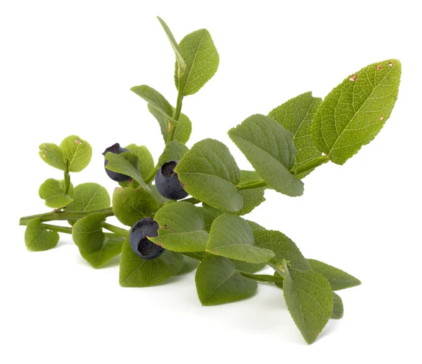 stock image Blue bilberry or whortleberry