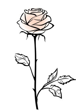 Beautiful single pink rose flower isolated on the white backgro clipart