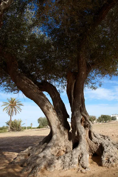 Gespleten lichaam van oude olijfboom — Stockfoto