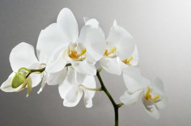 Beautiful orchid clipart