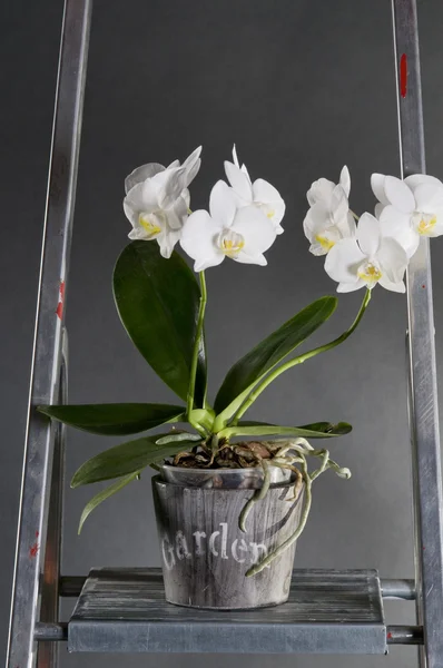 Orchidee in vaso su una scala metallica — Foto Stock