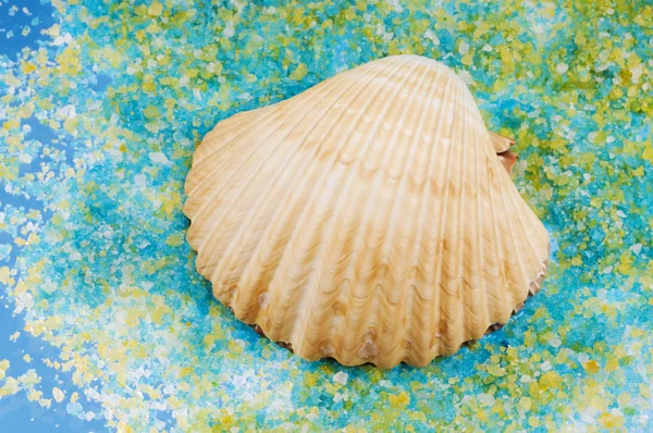 Mořské mušle na sůl zrna. — Stock fotografie