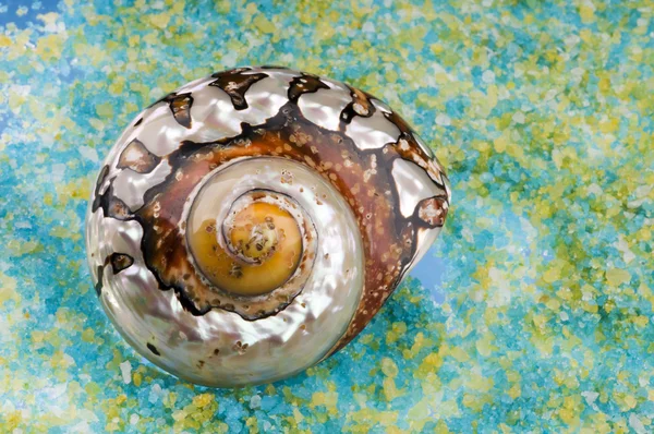Sea shell på salt korn. — Stockfoto