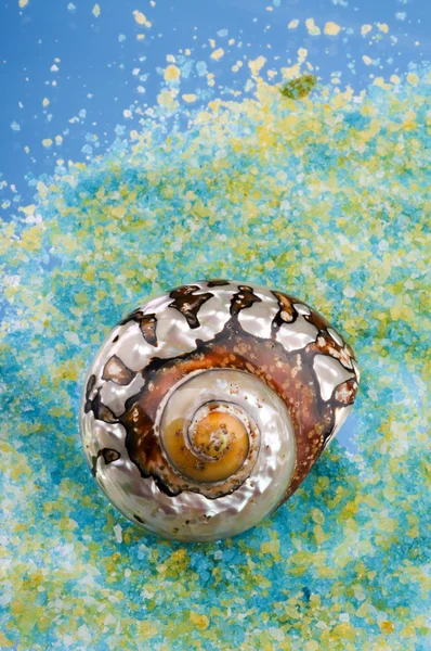 Морська оболонка на соляних зернах . — стокове фото