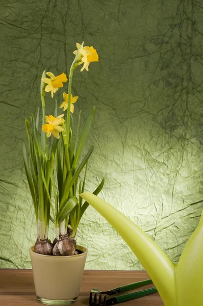 Yellow daffodil in a pot — Stock Photo, Image