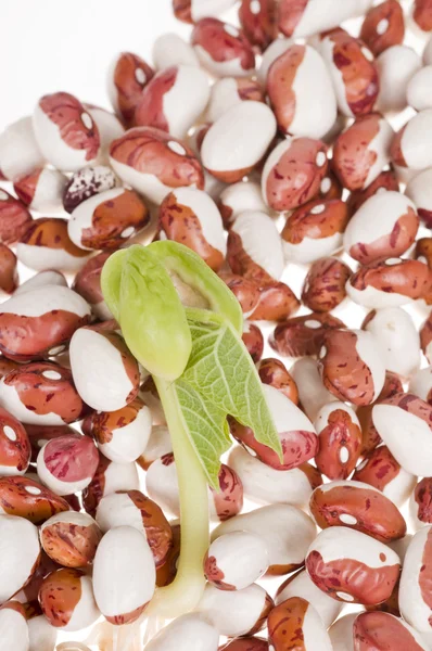 Klíčení fazole — Stock fotografie