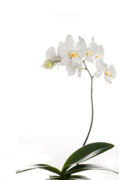 Beautiful orchid — Stock Photo, Image
