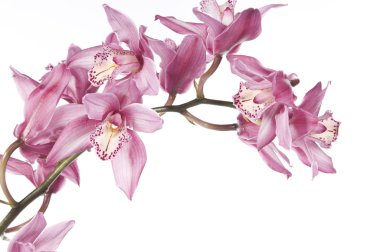 Beautiful pink orchid clipart