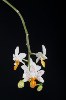 phalaenopsis orkide melez siyah üzerine