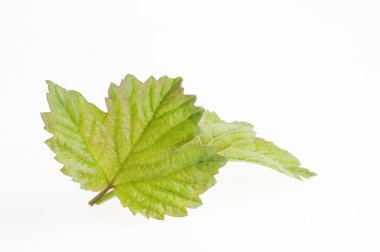 Nature green leaf isolated over white background