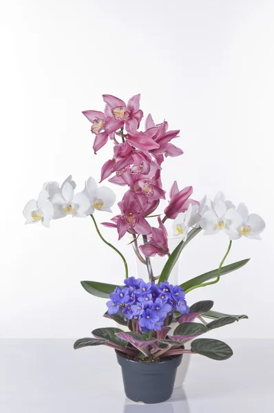 Gyönyörű virágok cserépben felett fehér háttér — Stock Fotó
