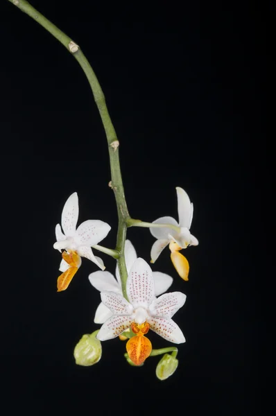 Orchid phalaenopsis hybrid over black — Stock Photo, Image