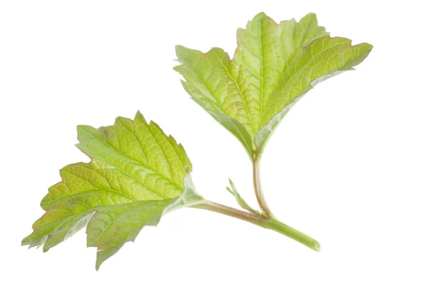 Přírodní zelené listy izolované na bílém pozadí — Stock fotografie