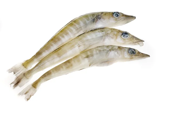 Sea food fish — Stock Photo, Image