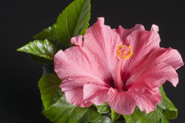 güzel pembe hibiscus çiçek üzerinde siyah